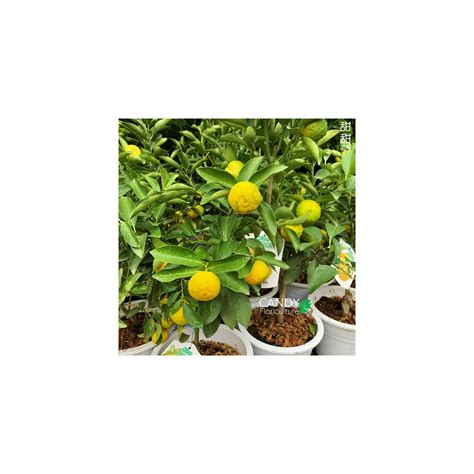 Yuzu 柚子 ゆず Citrus Junos Japan