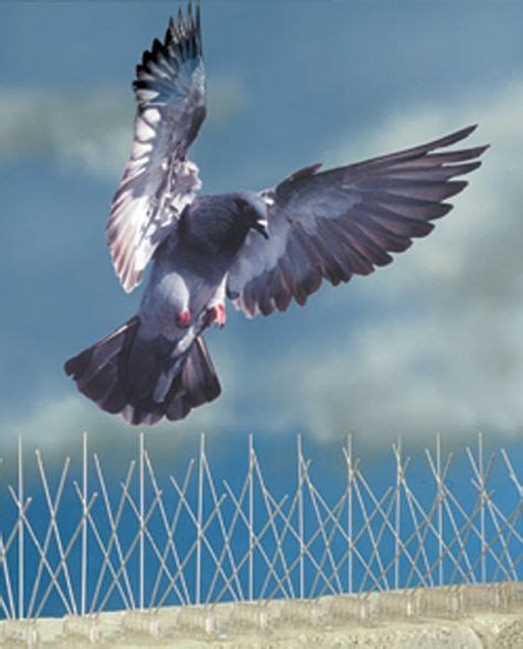 How To Get Rid Of Pigeons And Other Birds Home Remedies Get Rid Of