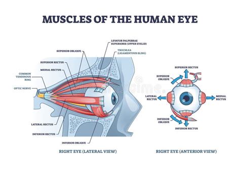 Muscoli Oculari Descrizione Dettagliata Dell Anatomia Con Il Diagramma