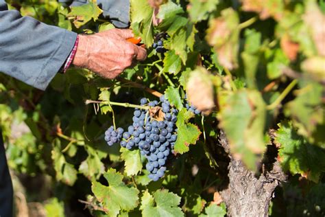 Cantine Aperte Per Il Ritorno Della Vendemmia Mangiarebuono It