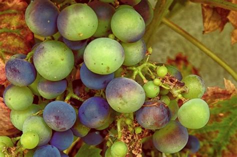 Kostenlose foto Traube Rebe Frucht Blume Lebensmittel Grün