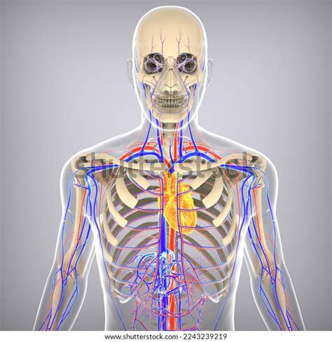 Human Circulatory System Cardiovascular System Heart Stock Illustration