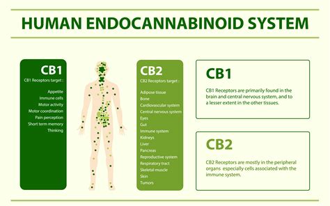 What Is The Endocannabinoid System — Florida Medical Cannabis Clinic