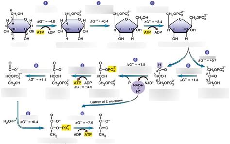 Biochem 501 Unit 3 Lecture 2 Diagram Quizlet