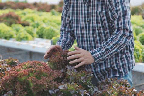 Mujer Jardinera Inspecciona La Calidad De La Lechuga De Roble Verde En