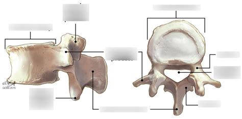 Vertebra Diagram | Quizlet