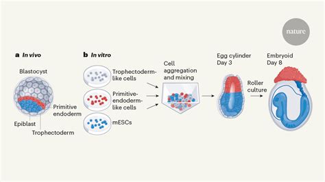 Mouse Embryo Models Built From Stem Cells Take Shape In A Dish