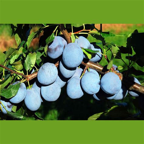 Zwetsche Blue Frost blau Obstgehölz Pflaumen Zwetschen Obst