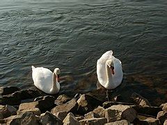 Category Cygnus Olor Swimming Pairs In March Wikimedia Commons