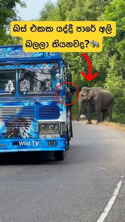 බස් එකේ ඉදන් අලි බලන්න කියාපු පාර🫣🐘shorts Shortvideo Elephant