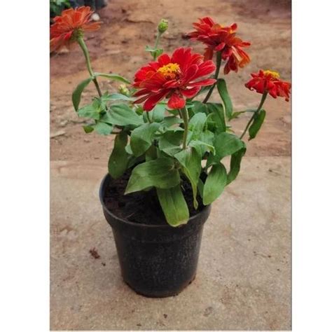 Full Sun Exposure Tagetes Red Zendu Flower Plant, For Garden, Summer ...