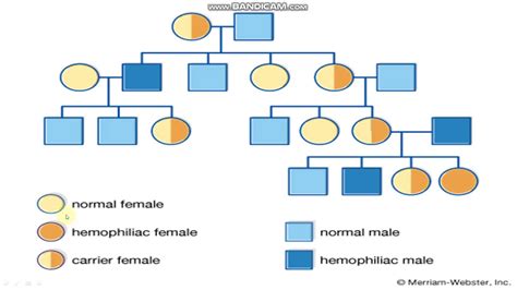 Class 12 Ch 5 Part09 Principle Of Inheritance And Variation YouTube