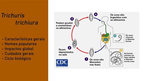 Helmintologia Trichuris Trichiura Tricuríase Youtube