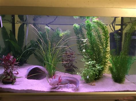 My Axolotl Tank Fully Set Up With My Little One Settled In Pinteres