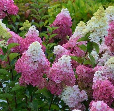 Skarainā hortenzija Hydrangea paniculata SUNDAE FRAISE