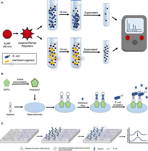 Frontiers Aptamer Based Biosensors For Environmental Monitoring