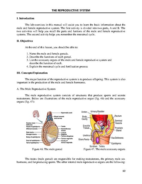 Reproductive System Notes And Practice Work I Introduction The Lab Exercises In This Manual