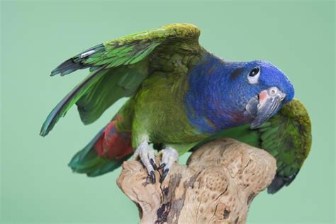 4 Facts To Know About Pionus Parrots Pionus Parrot Pet Parrot Facts