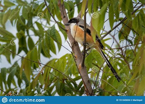 The Long Tailed Shrike Or Rufous Backed Shrike Lanius Schach Is A