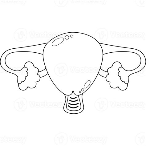 Female Uterus Human Organ Line Drawing 23367085 Png