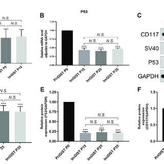 Expression Of SV40 P53 CD117 And GAPDH In PriGIST And ImGIST Cells