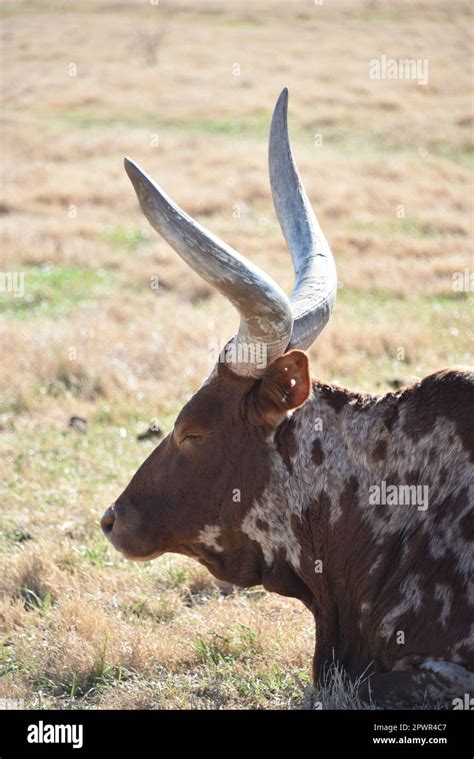 Ankole Cattle Hi Res Stock Photography And Images Alamy