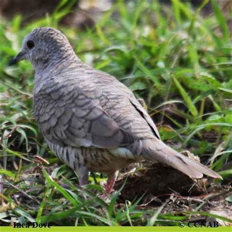 Is The Inca Dove Endangered Diy Seattle