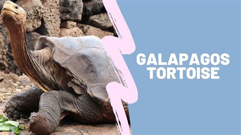 Top 10 Galapagos tortoise Facts, Size, Weight, Diet - Zoological World