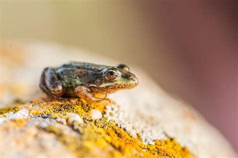 Rana Verde En El Medio Silvestre Pelophylax Ridibundus Foto Premium