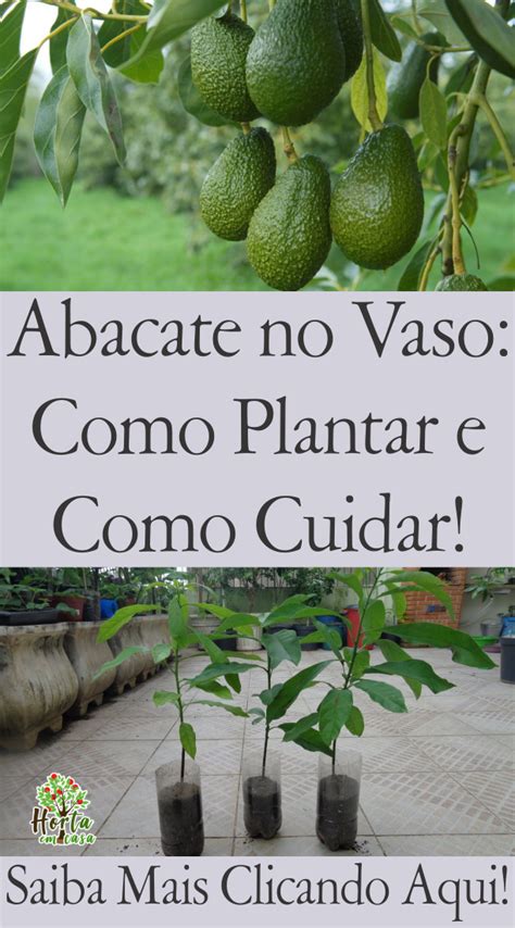 Abacate No Vaso Como Plantar E Como Cuidar Corretamente Abacate No