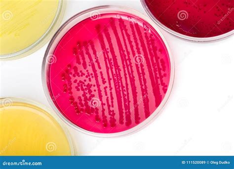 Bacterial Pathogen Colony On An Agar Streak Plate In A Medical