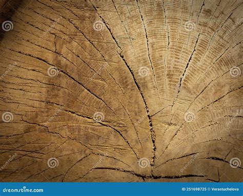 Old Oak Tree Trunk Wood Texture Stock Image Image Of Board Abstract 251698725