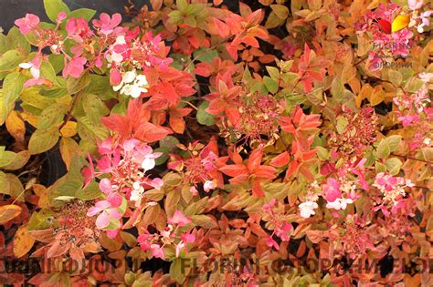Купить Гортензия метельчатая Даймонд Руж Hydrangea paniculata Diamond ...