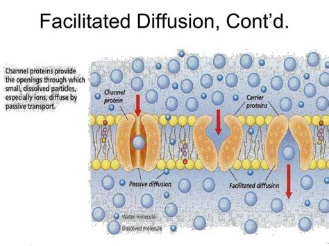 Ppt Membrane Structure And Function Powerpoint Presentation Free