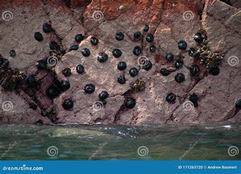 Sea Creatures Attached To Rocks On Las Islas Ballestas In Paracas Peru