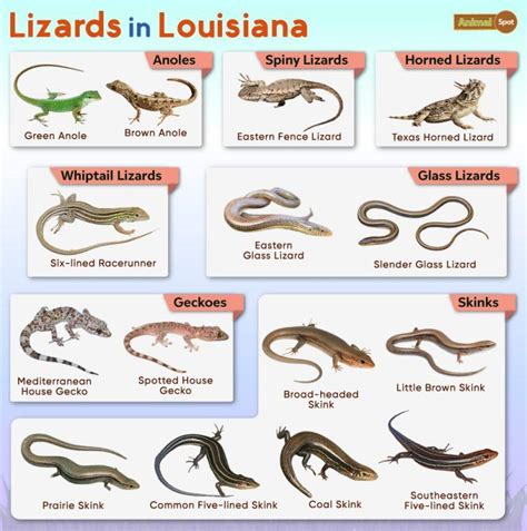 List Of Lizards Found In Hawaii Facts And Pictures