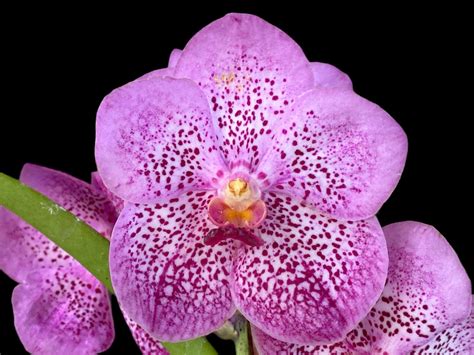 Vanda Chomkao X Vanda Kulwadee Fragrance Blooming Size 3 Basket Etsy