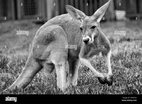 Kangaroo Black And White Stock Photos And Images Alamy