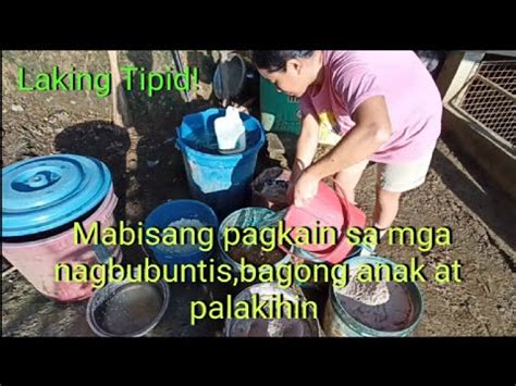 Mga Sekretong Pakain Sa Mga Inahing Baboy Na Nagbubuntis At Bagong Anak