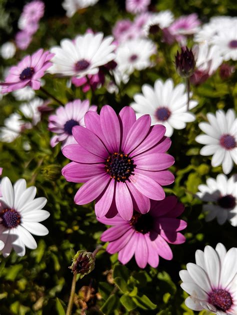 Iggy (u/PImedias) - Reddit