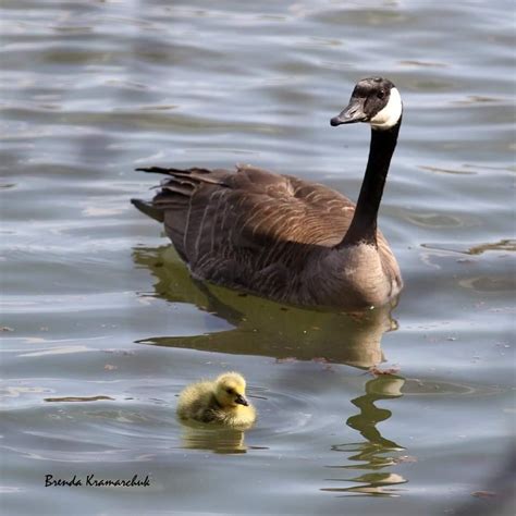 Beyond Your Backyard Celebrating Mothers In The Wild — Mj Independent