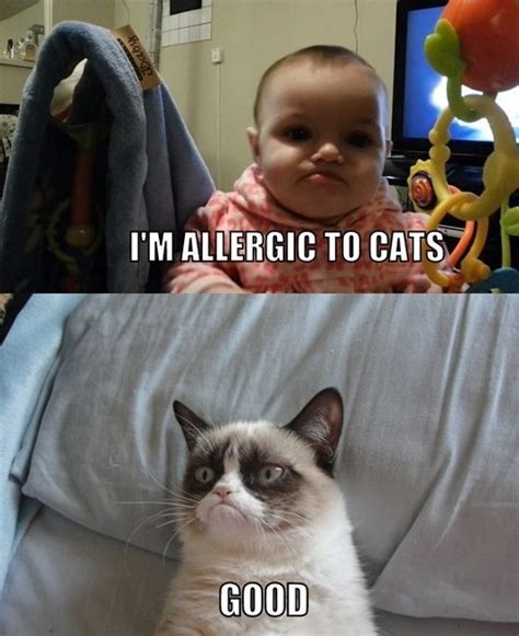 Cranky Cat Funny Grumpy Cat Memes Grumpy Cat Humor Grumpy Cat Meme