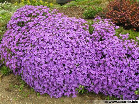 Plantes Rampantes Vivaces Fleur De Passion