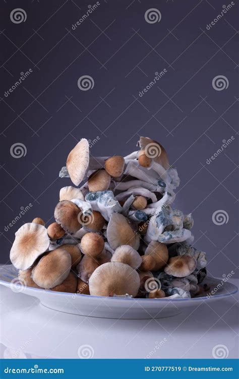 Psilocybin Magic Mushrooms Royalty Free Stock Photo