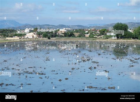 Rice Fields In The Ebro Delta Stock Photo Alamy