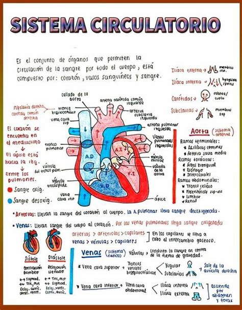 Pin De Phay Woodfild En Notes En 2024 Anatomia Cardiaca Libros De