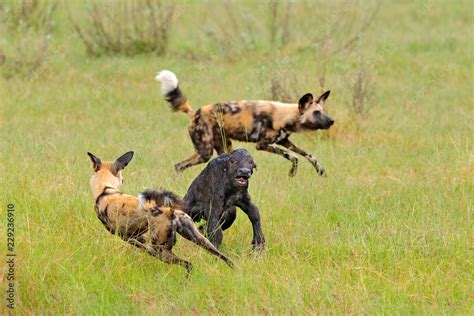 Wild Dog Hunting in Botswana, buffalo calf with predator. Wildlife ...