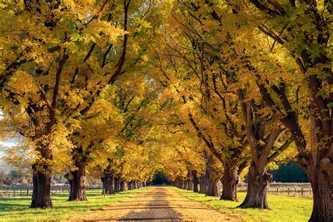 Finding Autumn Colours In New England Nsw Tenterfield Armidale