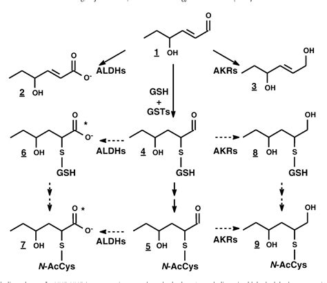 Figure 1 From Trans 4 Hydroxy 2 Hexenal A Product Of N 3 Fatty Acid