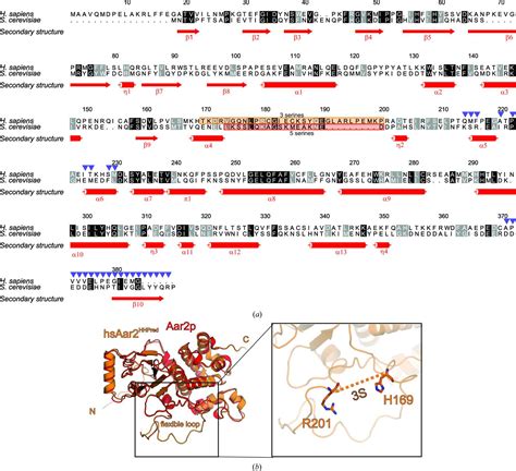 Iucr Crystallization And Biochemical Characterization Of The Human